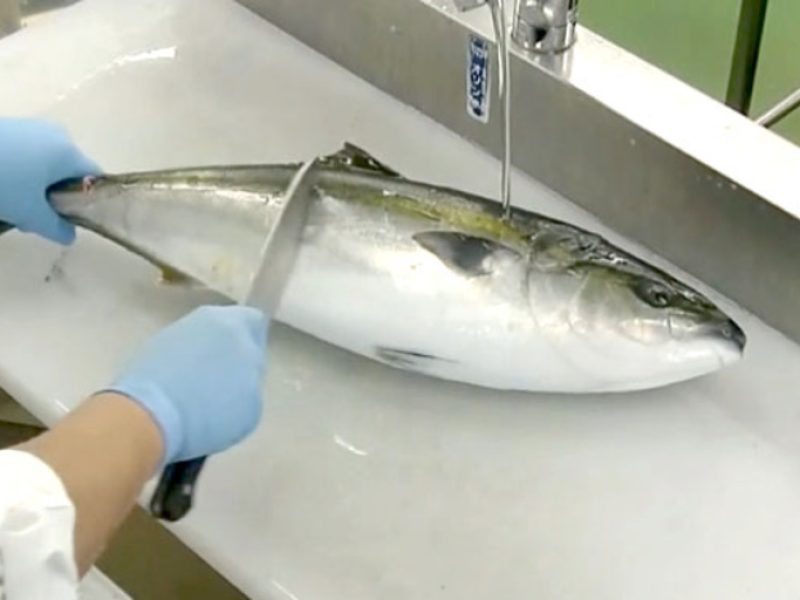 fish